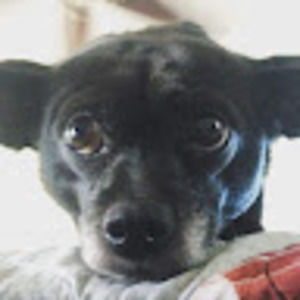 Meet your Posher, Javi